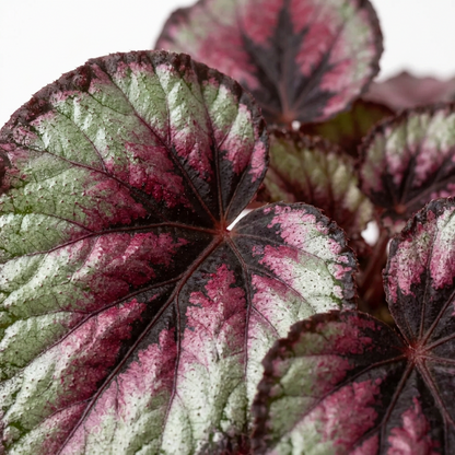 Begonia Rex plant close up with green and pinkish leaves with black edges on a white background.