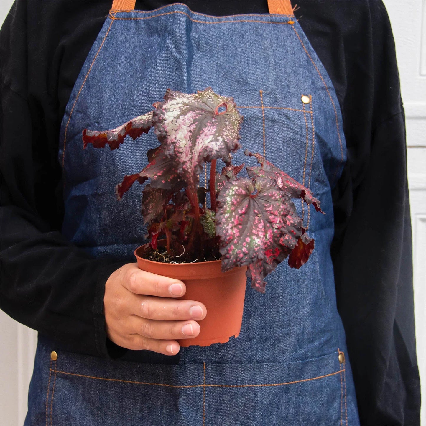 Begonia 'Rex'