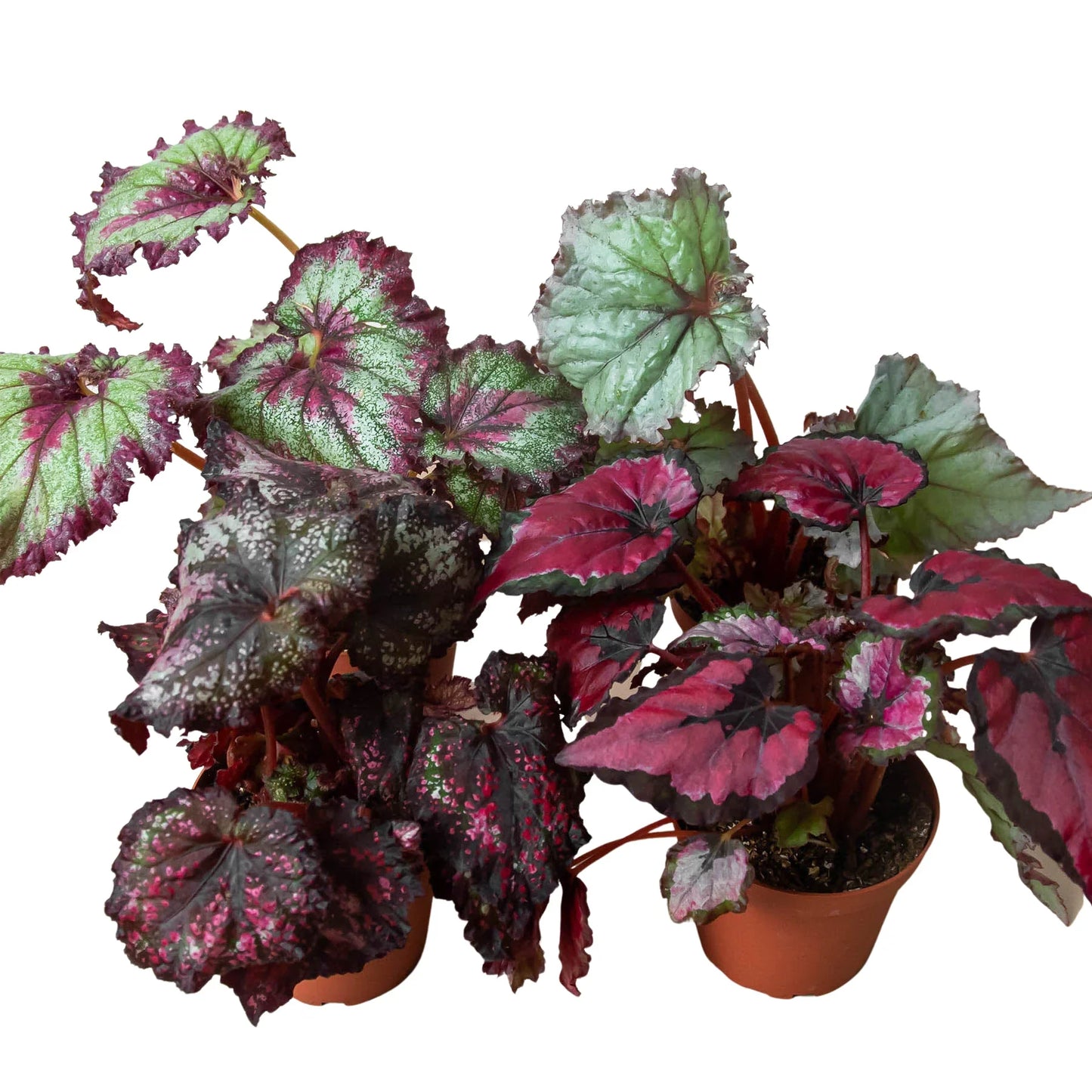 Begonia 'Rex'