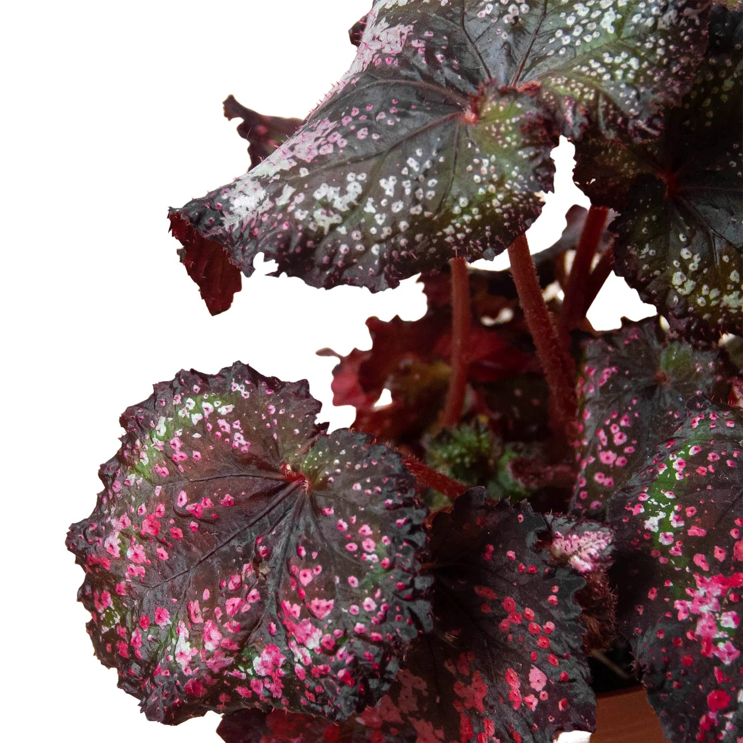 Begonia 'Rex'