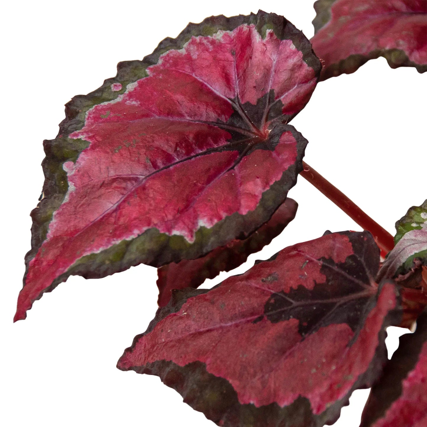 Begonia 'Rex'