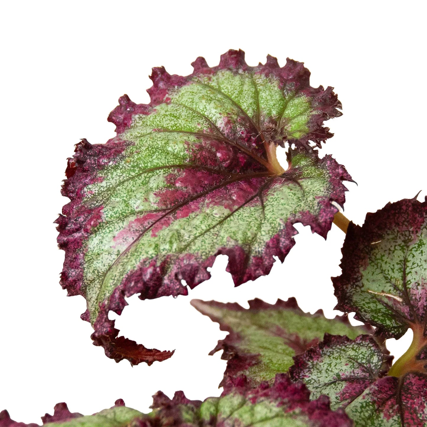 Begonia 'Rex'