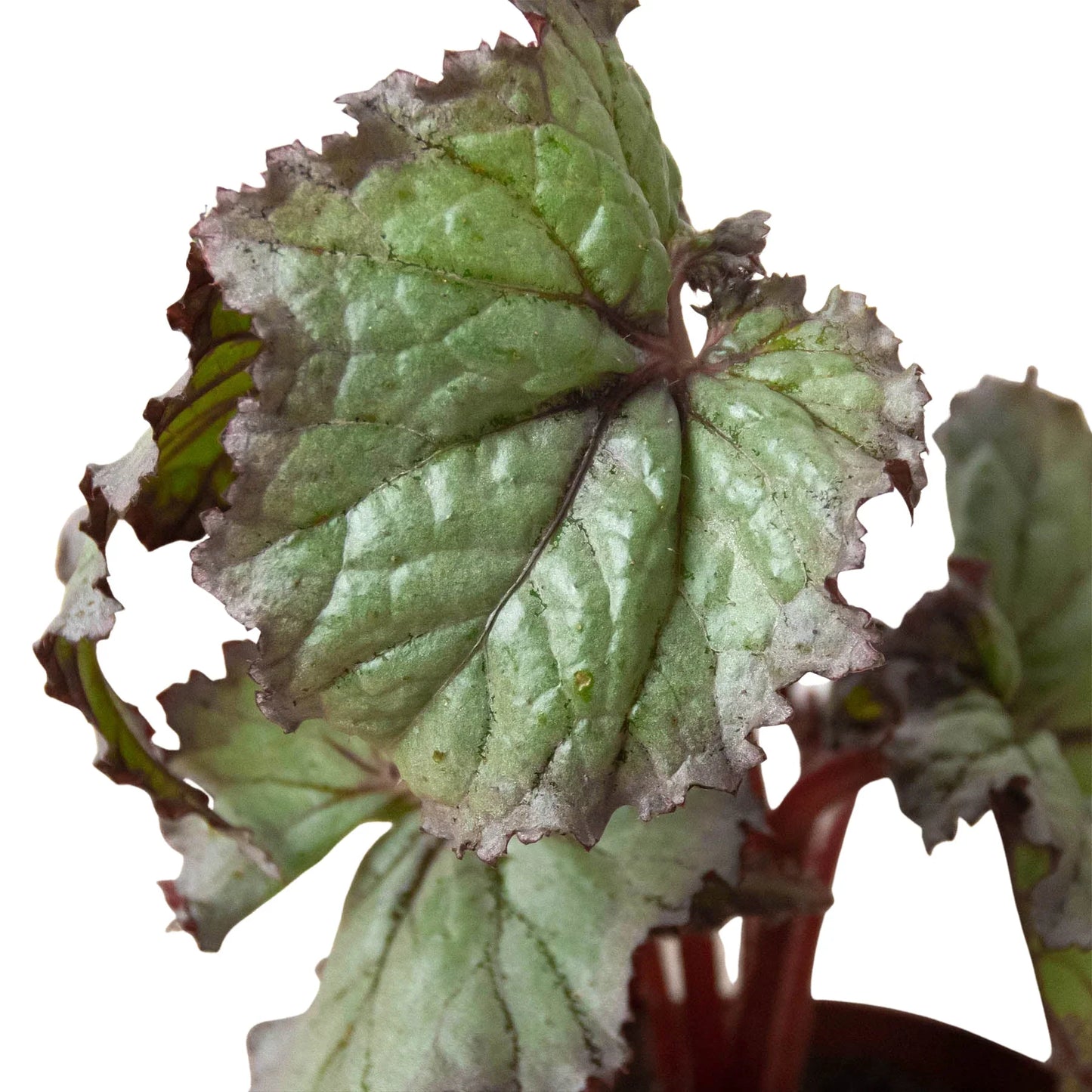 Begonia 'Rex'