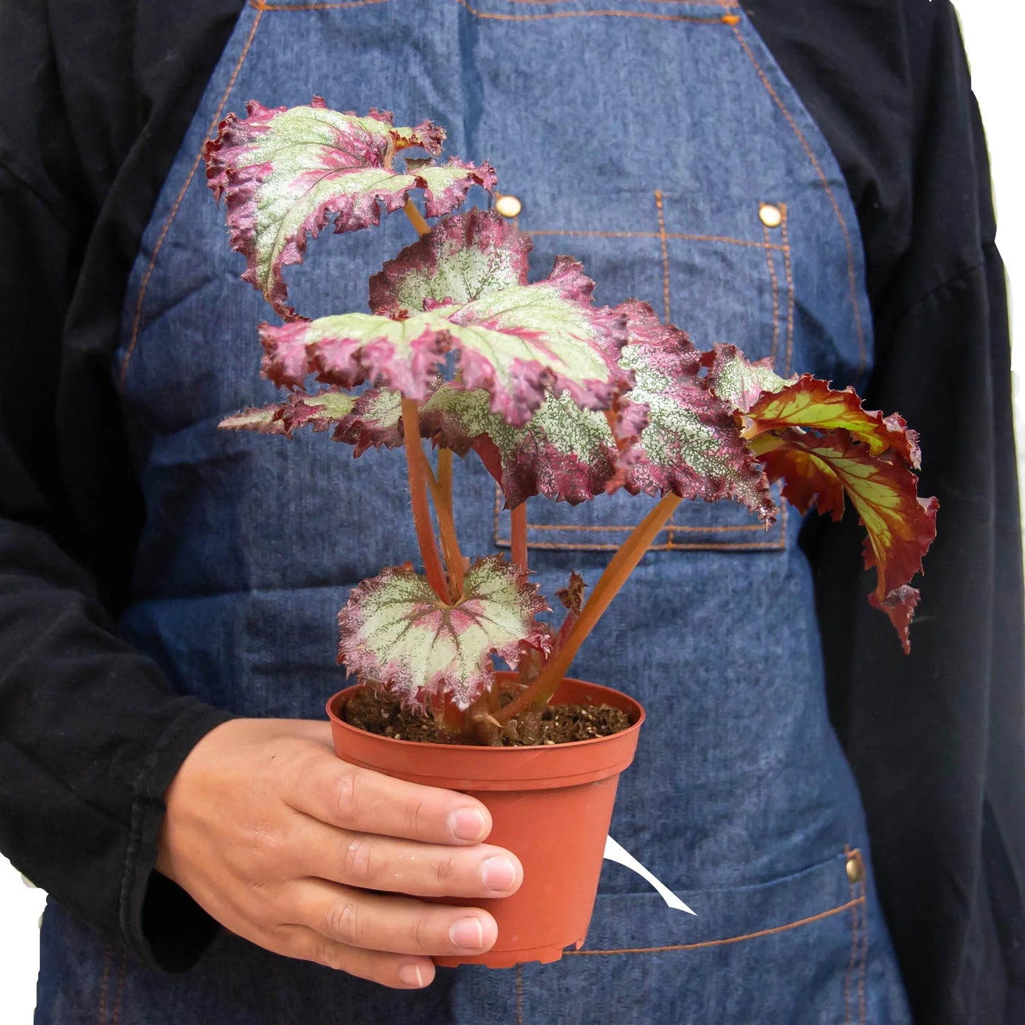 Begonia 'Rex'