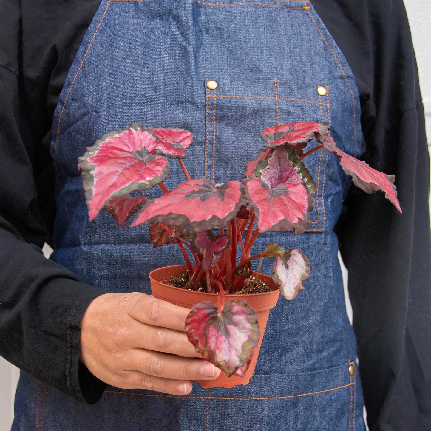 Begonia 'Rex'