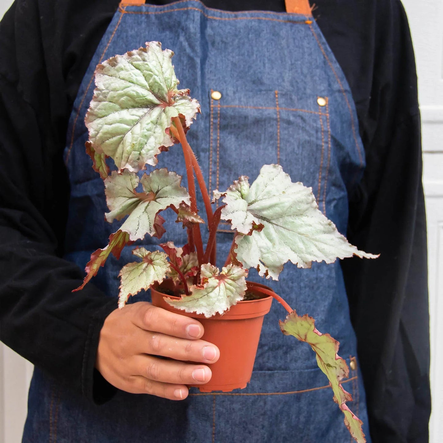 Begonia 'Rex'