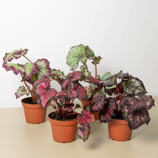 Begonia 'Rex'