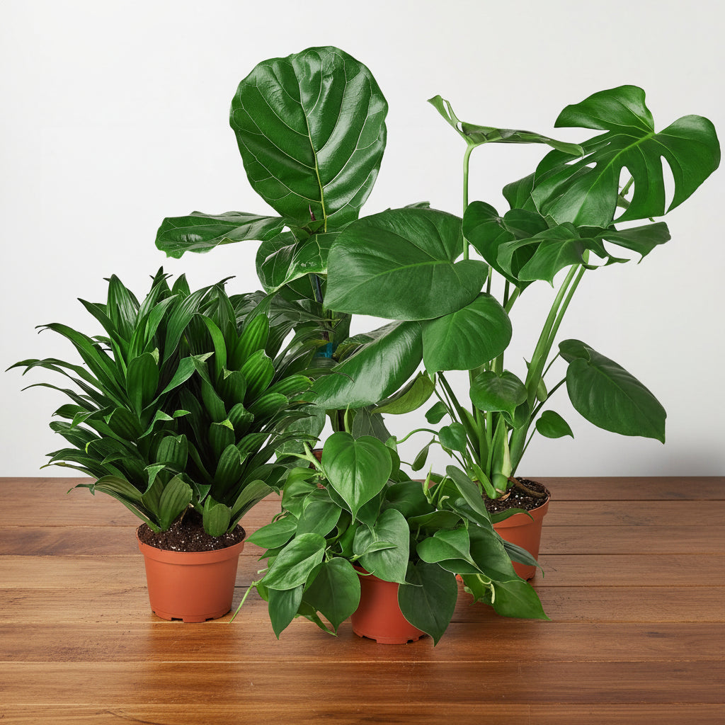 Four potted plants on a white surface with a light gray background