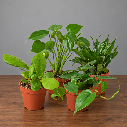 Four potted plants with green leaves in brown pots on a brown surface with a grey background