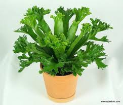 Bird's Nest 'Leslie' Fern