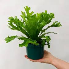 Bird's Nest 'Leslie' Fern