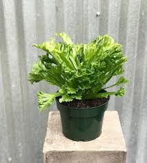 Bird's Nest 'Leslie' Fern