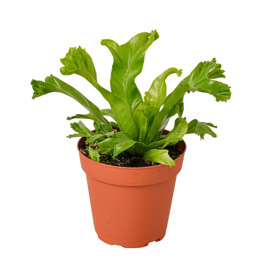 Potted birds nest leslie fern pet safe houseplant with small green wavy glossy fronds in a brown pot.
