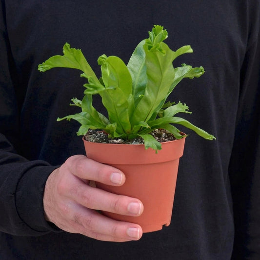 Person wearing a blue shirt holding a birds nest leslie fern houseplant with green wavy glossy fronds growing in a brown pot.