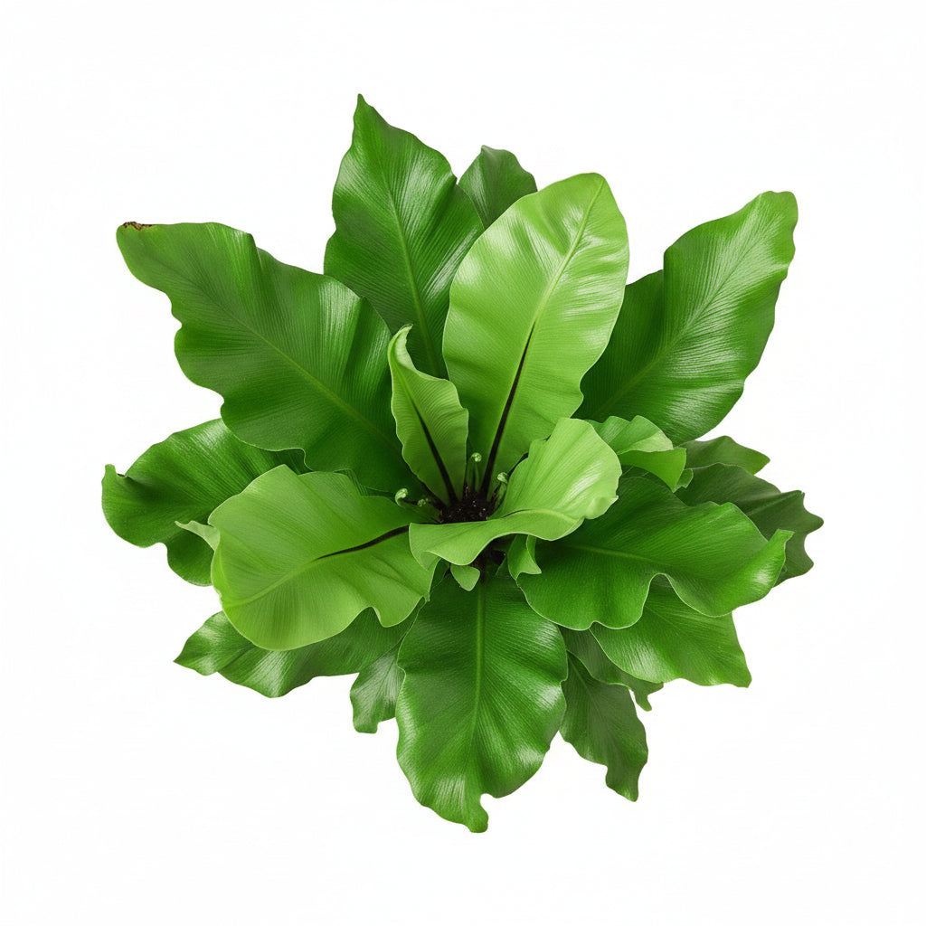 Potted green plant on a white background