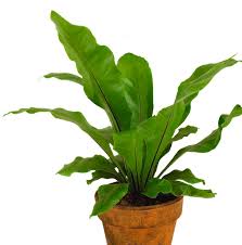 Bird's Nest 'Nidus' Fern