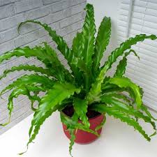 Bird's Nest 'Nidus' Fern