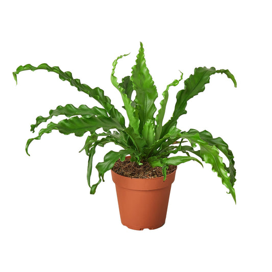 Potted birds nest victoria fern indoor plant with big green forked glossy wavy leaves in a brown pot on a white background.