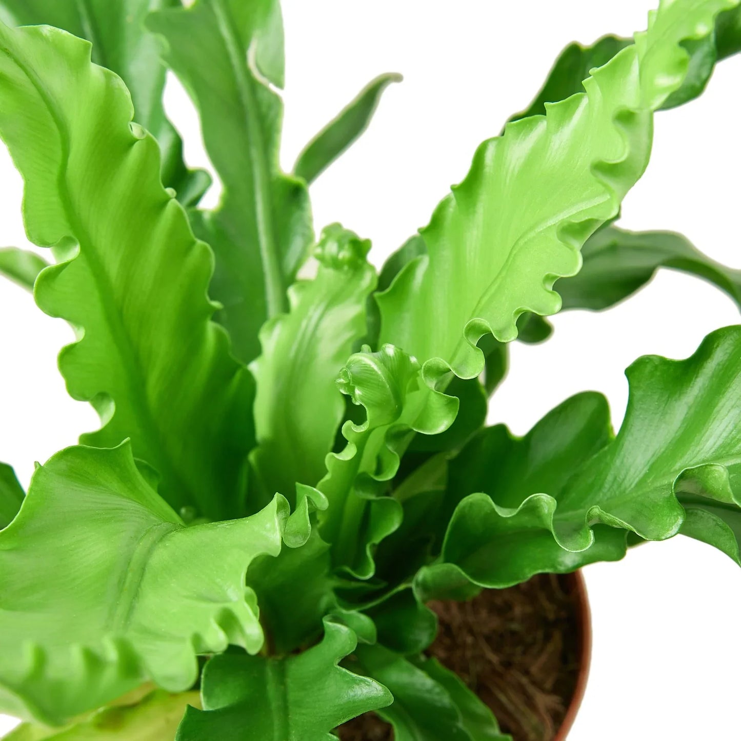Bird's Nest 'Victoria' Fern (Asplenium antiquum)