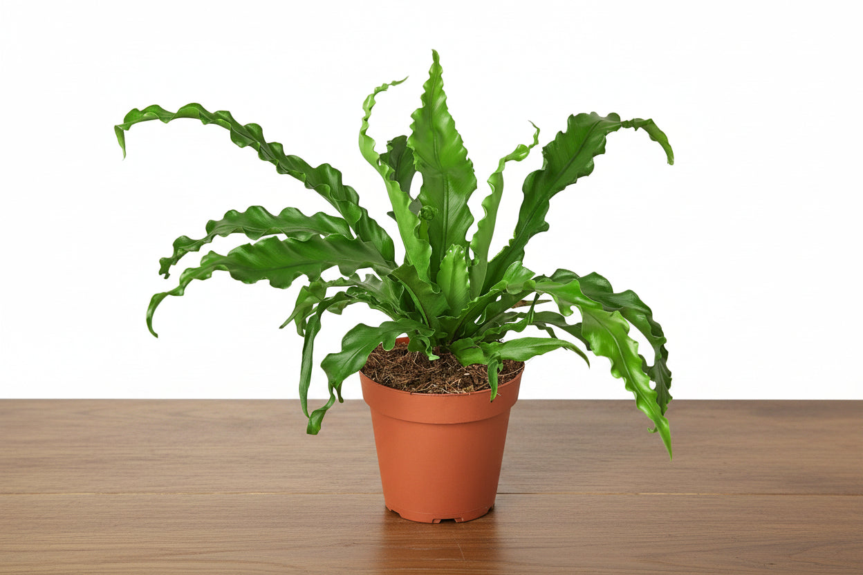 Potted plant with green leaves on a white background