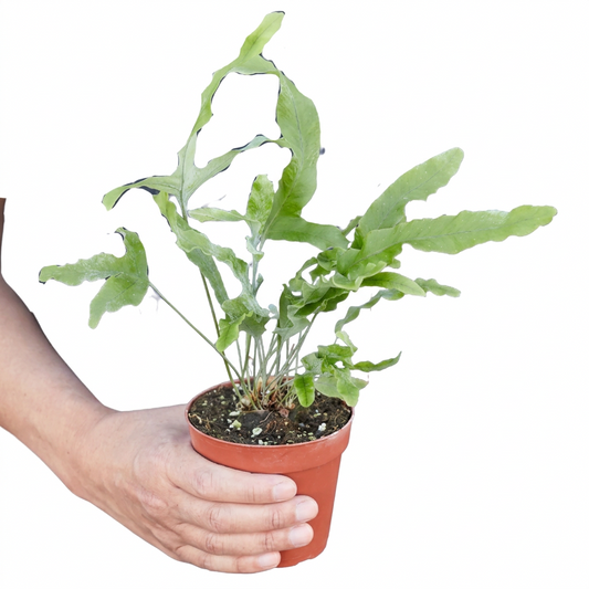 A potted blue star pet safe houseplant plant with green and blue hue fronds in a brown nursery pot on a white background.