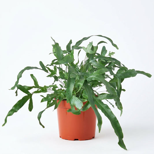 A potted blue star fern pet safe houseplant with long, wavy, undulating leaves in a small terracotta-colored plastic pot, isolated on a white background.