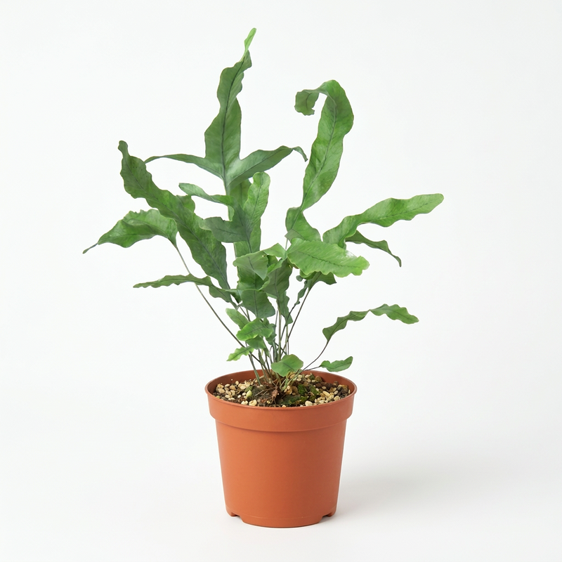 Potted blue star fern pet safe houseplant with green and blue hue slender fronds growing in a brown nursery pot in a solid white background.