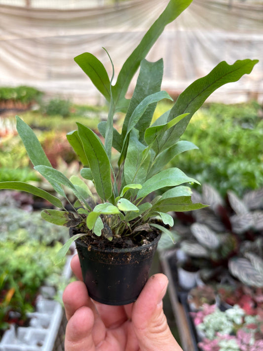 Small potted blue star fern pet safe houseplant plant with small green and blue hue fronds held in a hand with a blurred garden background.