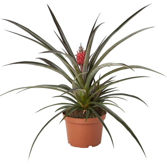 Potted bromaliad red pineapple plant with long green leaves with a red pineapple growing in the middle in a brown pot.