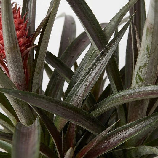 A potted pineapple plant with long, sword-like green leaves and a small red-orange flower spike.