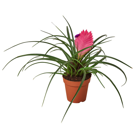 A potted Bromeliad Cyanea 'Pink Quill' plant with long green leaves and a bright pink central flower, shown in a small terracotta-colored plastic pot against a plain white background.