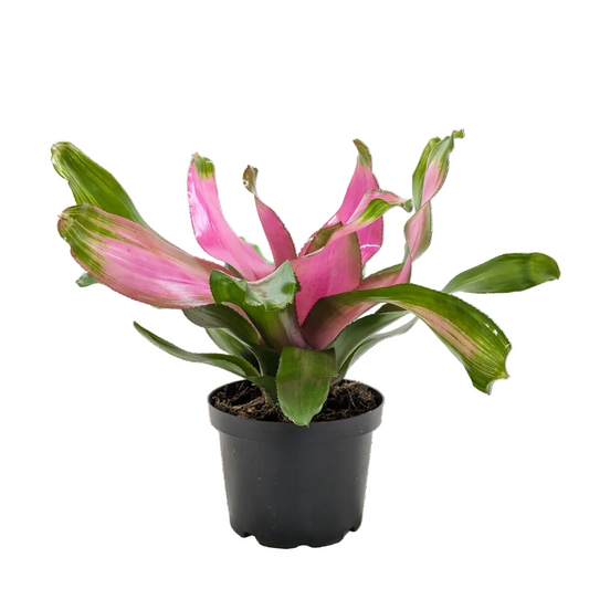 Potted bromeliad ‘donna’ plant with large thick pink and green glossy wavy leaves growing in a black pot.