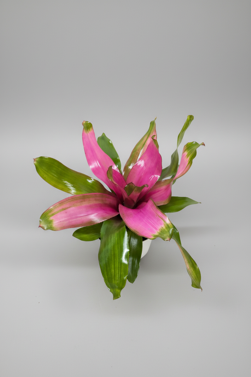 Pink and green bromeliad plant on a grey background with pink and green leaves