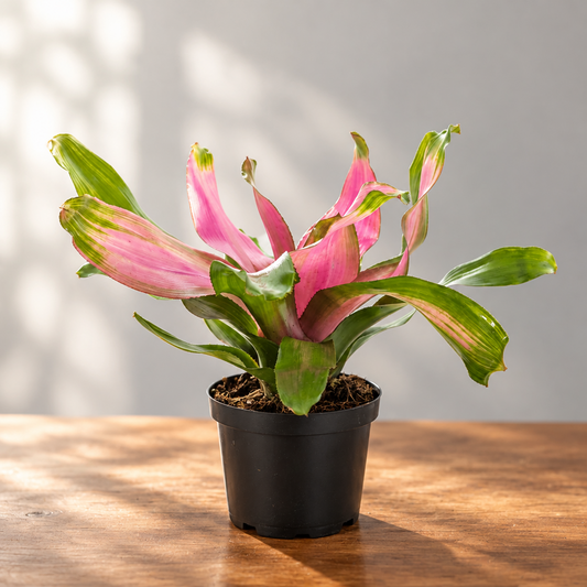 Potted bromeliad ‘donna’ plant with pink and green leaves on a grey background in a black pot on a brown surface.