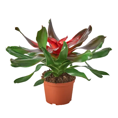 Potted bromeliad ‘Medusa’ plant with long wavy thick red and green glossy leaves growing in a brown pot.