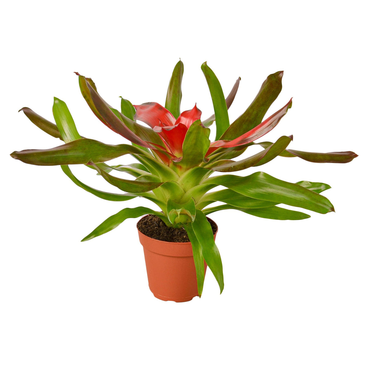 A potted bromeliad ‘Medusa’ plant with large long wavy green and reddish glossy leaves in a terracotta-colored plastic pot.