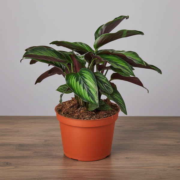 Potted plant with green and purple leaves on a white background