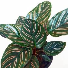Calathea 'Beauty Star'