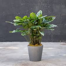 Calathea Concinna 'Freddie'