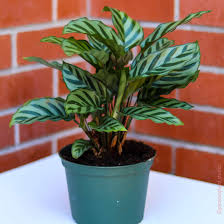 Calathea Concinna 'Freddie'
