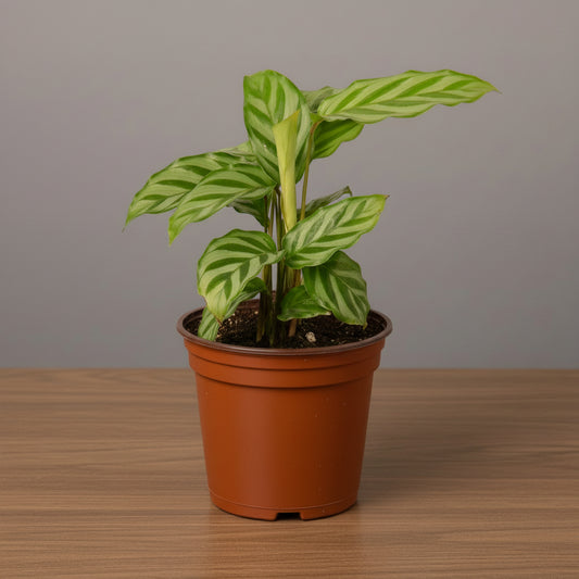 Potted plant with green leaves in a terracotta pot on a white background