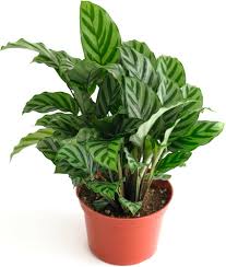Calathea Concinna 'Freddie'