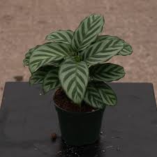 Calathea Concinna 'Freddie'