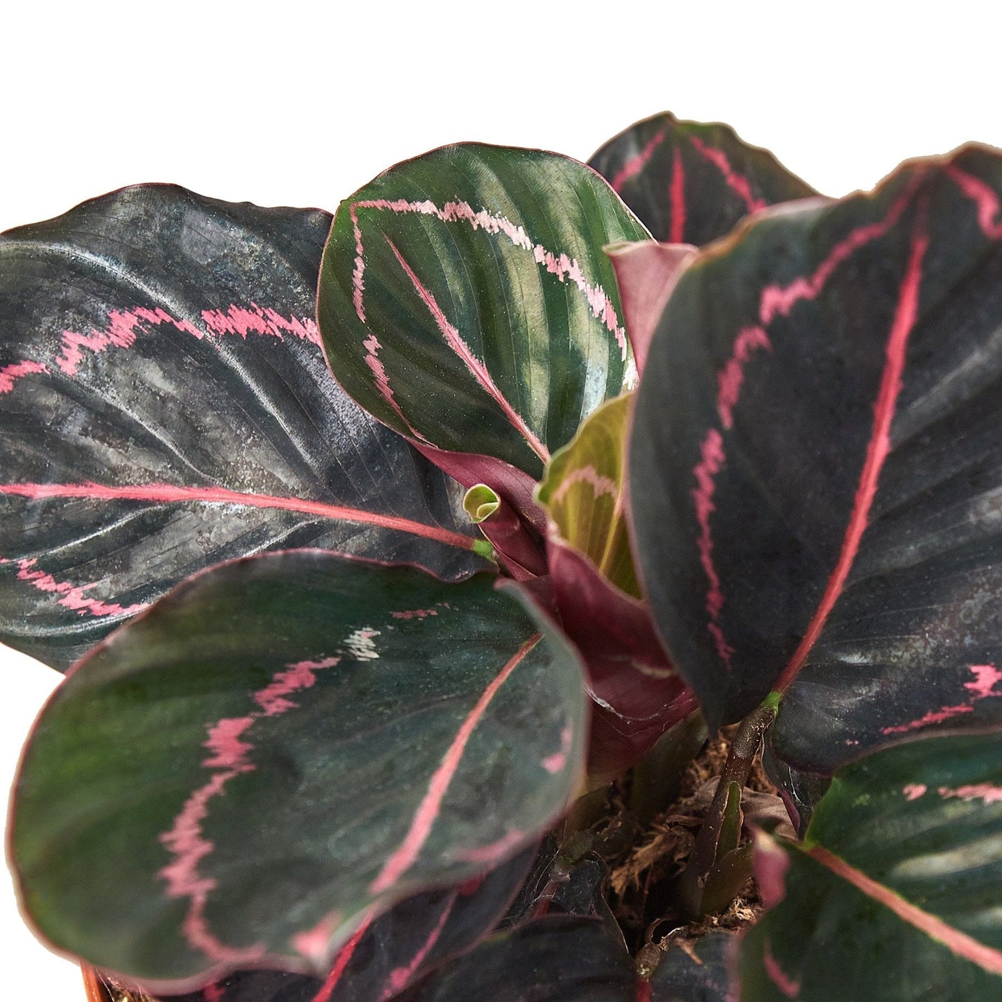 Calathea 'Dottie' - 4" Pot