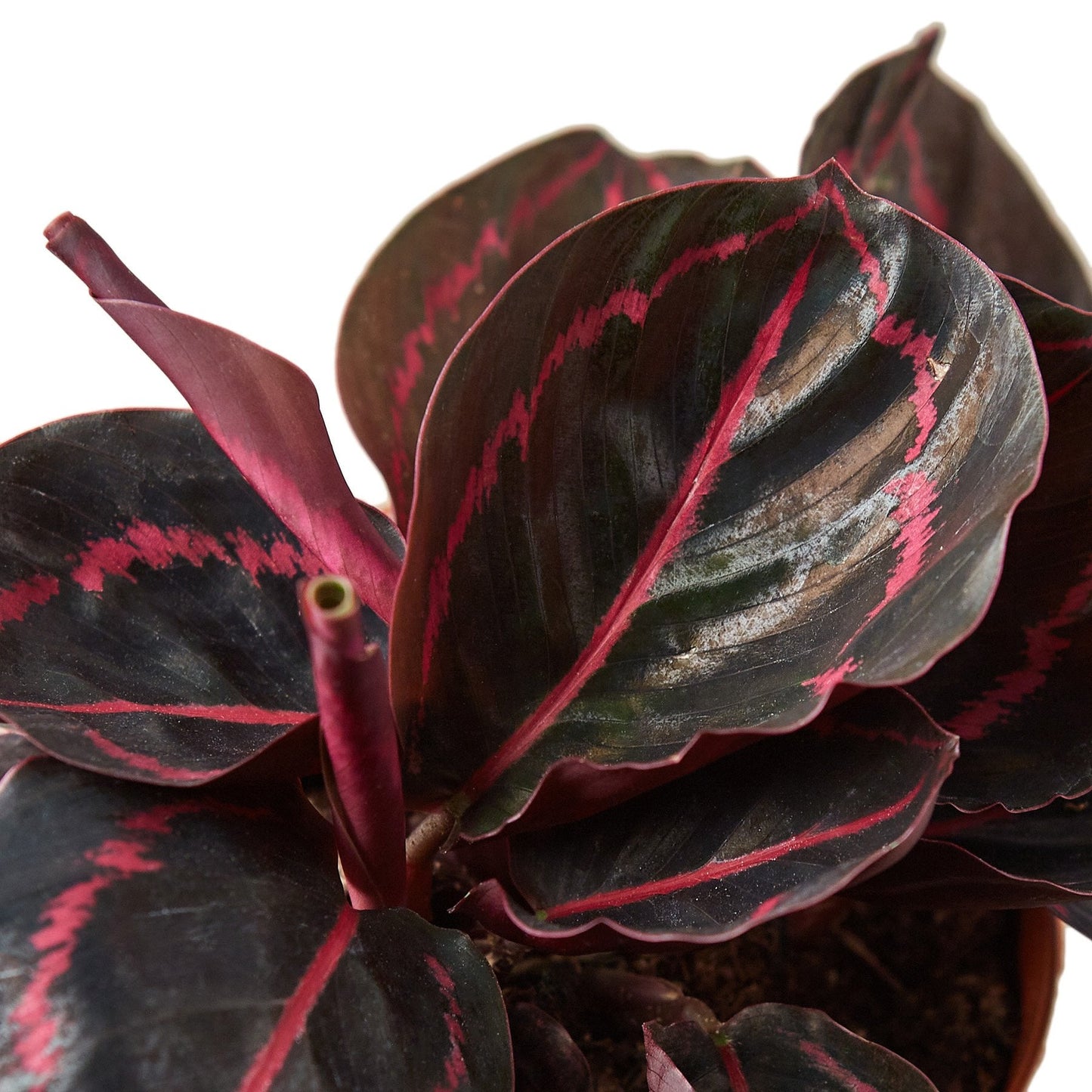 Calathea 'Dottie' - 4" Pot