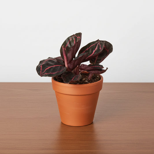 Potted plant with dark leaves and red edges on a white background