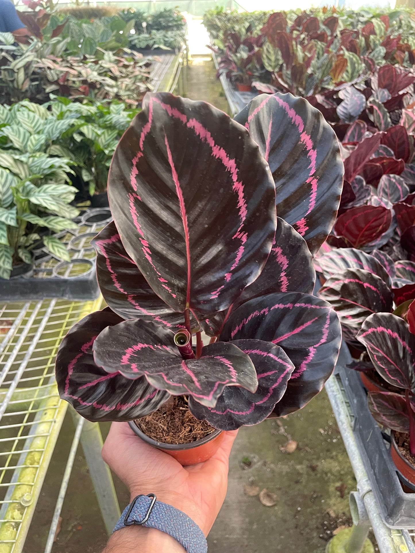 Calathea 'Dottie' - 4" Pot