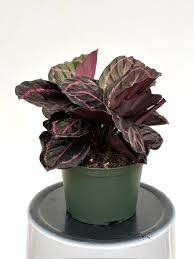 Calathea 'Dottie' - 6" Pot