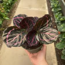 Calathea 'Dottie' - 6" Pot