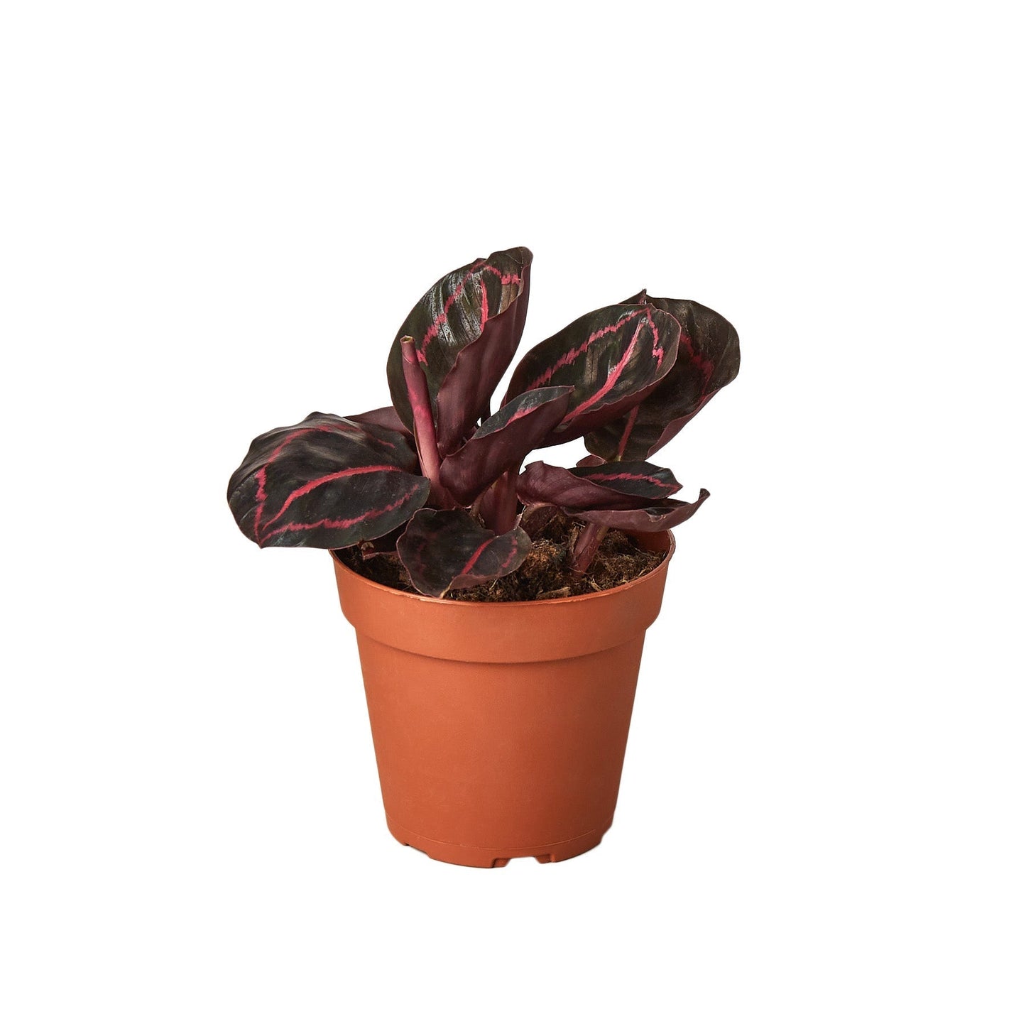 Calathea 'Dottie' - 6" Pot